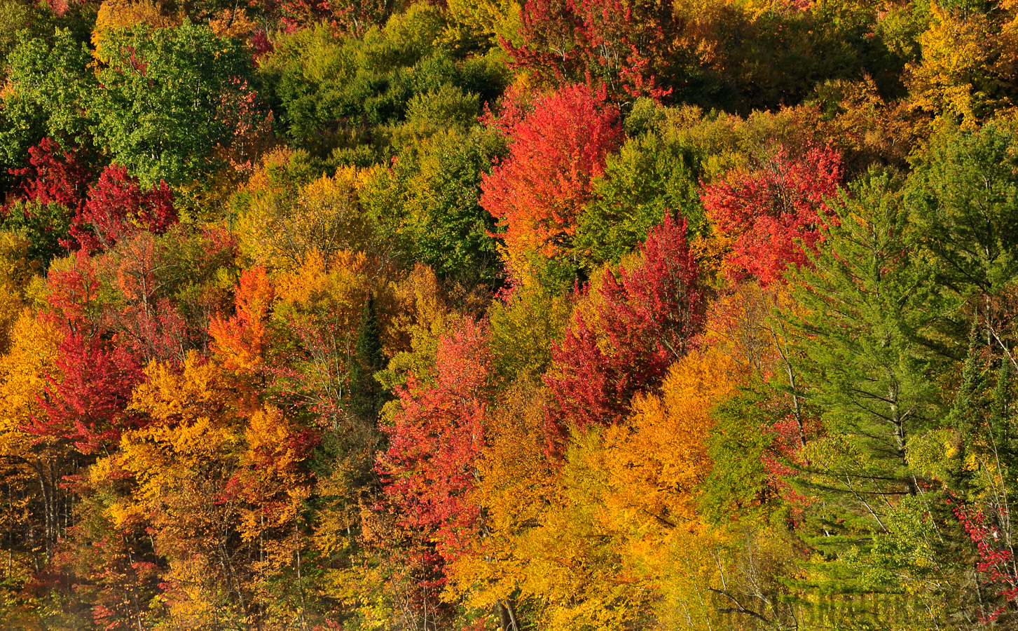 York Pond [300 mm, 1/160 sec at f / 11, ISO 400]